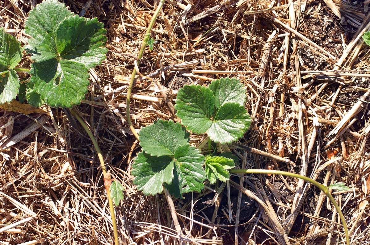 Properly mulched strawberry plants.