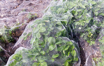Netting for strawberry plants