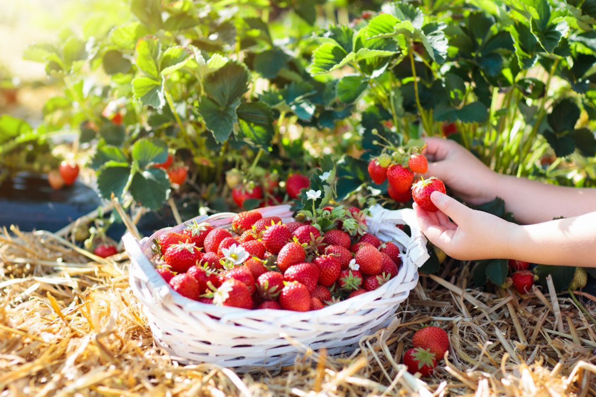 Farmer picking up fresh ripe strawberries into white basket on field