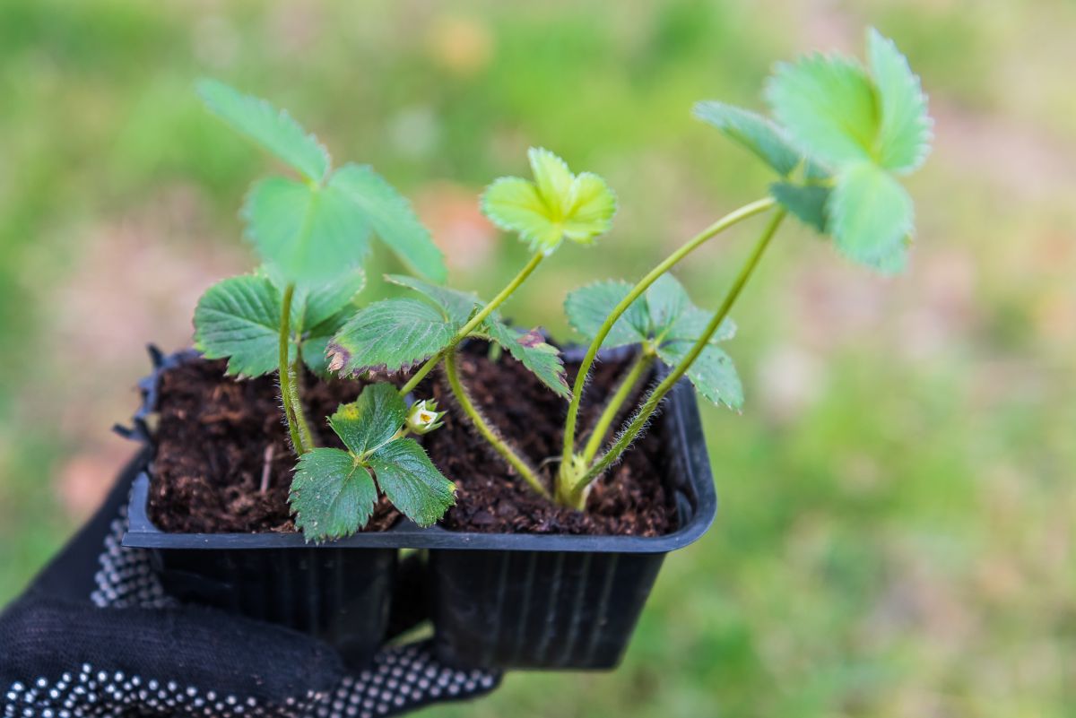 Hand with glove holding small strawberry plants in black pot