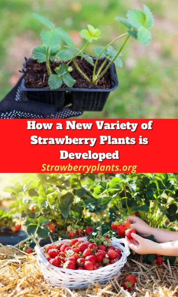 How a New Variety of Strawberry Plants is Developed