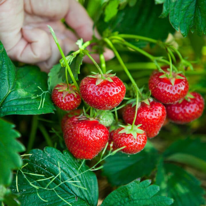 Strawberry Plants for Sale Articles Archives