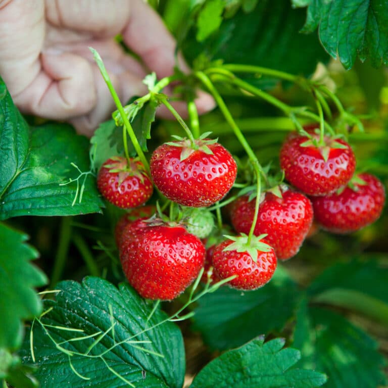 Strawberry Plants for Sale Articles Archives
