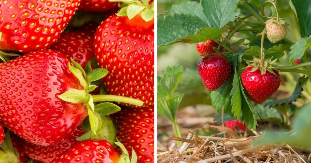 24 Ozark Beauty Strawberry Plants Non GMO & Chemical Free Grown 