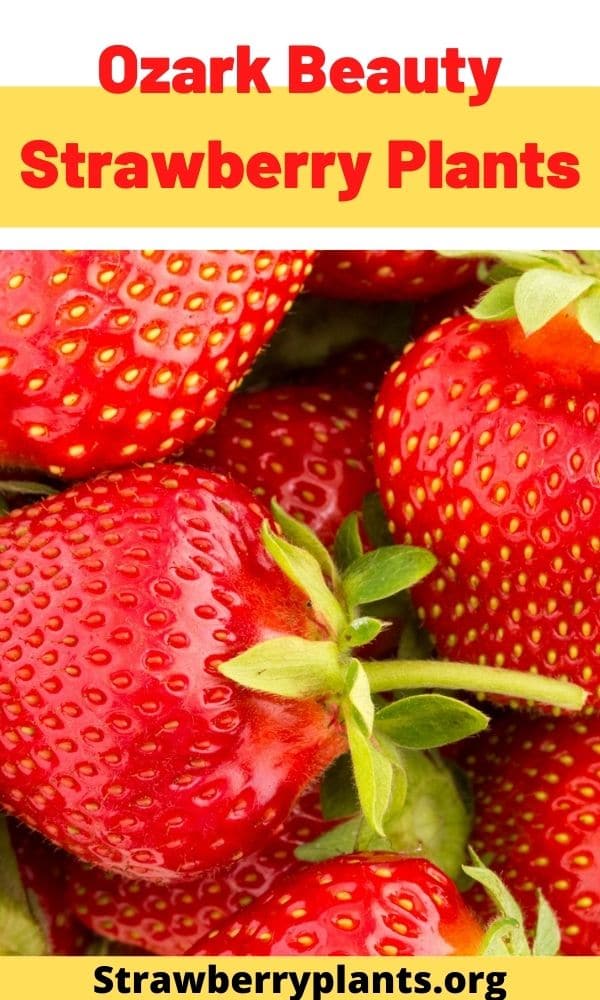 Ozark Beauty Strawberry Plants (All You Need to Know)
