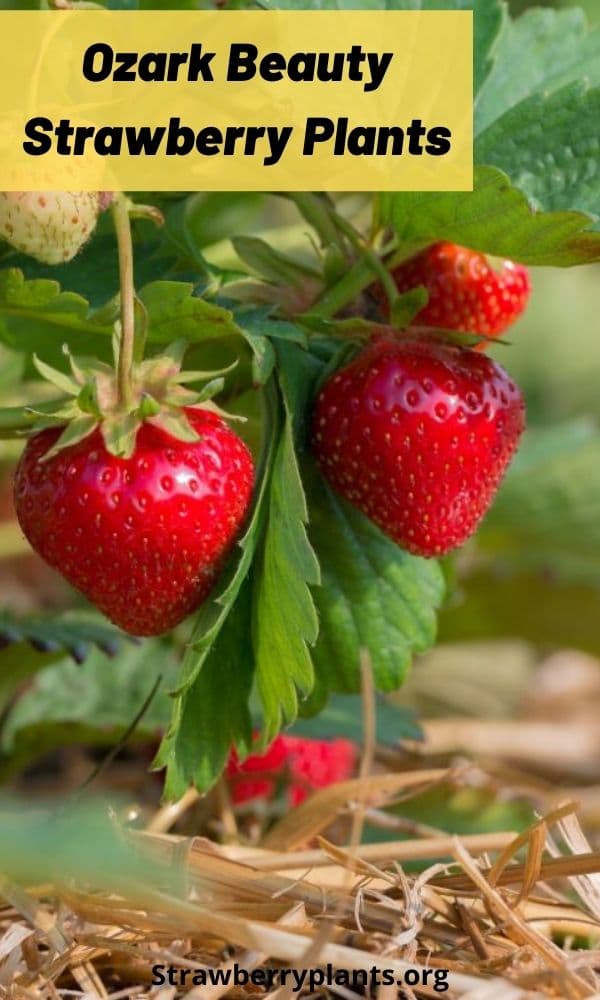 Ozark Beauty Strawberry Plants (All You Need to Know)