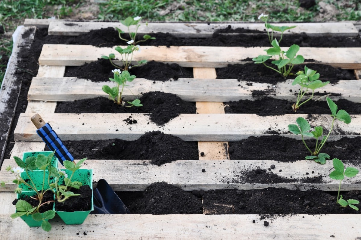 Strawberry pallet planter.