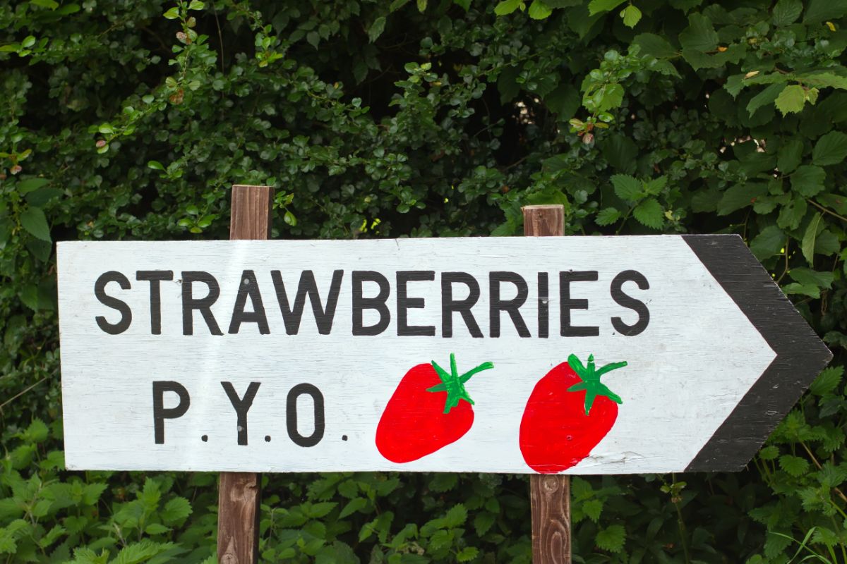 Pick your own strawberries sign