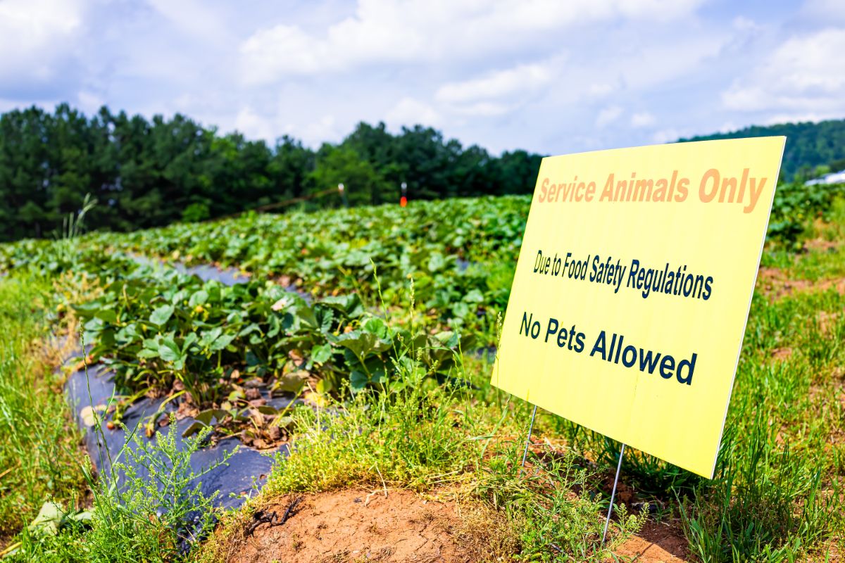 Yellow sign near strawberry field