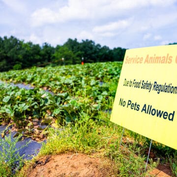 Pick your own strawberry field.