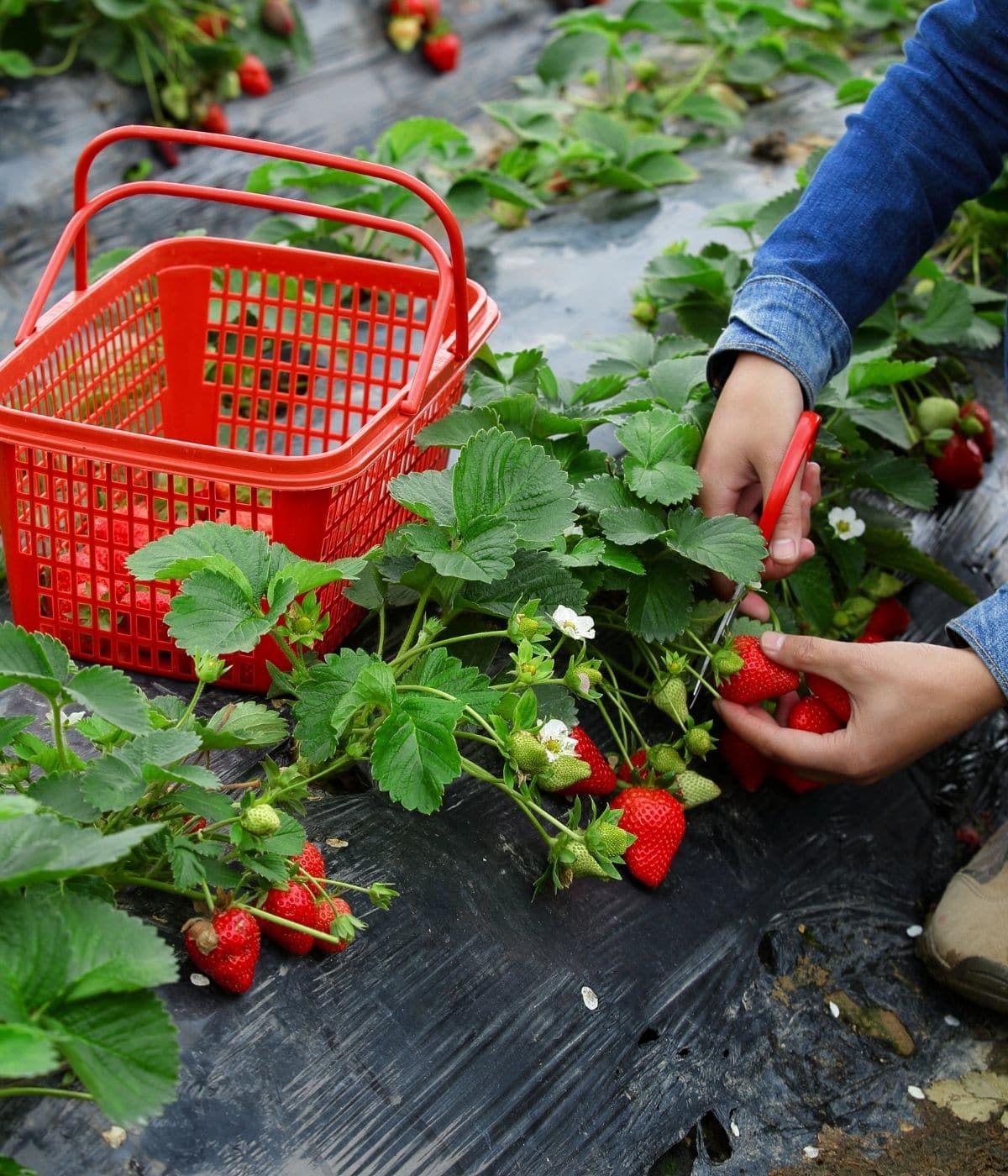 Picking strawberries professionally using a scrissor.