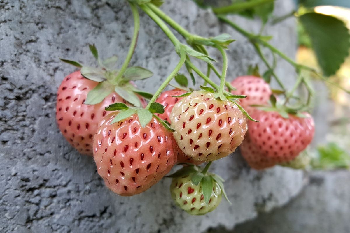 Pineberry plant with ripe fruits