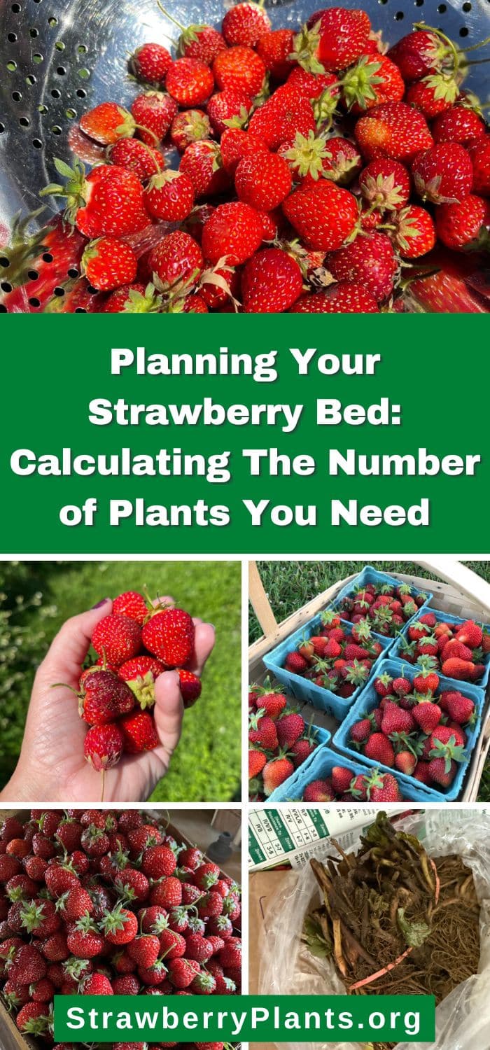 Planning Your Strawberry Bed Calculating The Number of Plants You Need