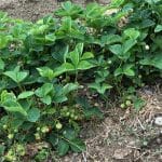 Healthy strawberry plants in the garden patch.