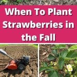 When To Plant Strawberries in the Fall pinterest image.