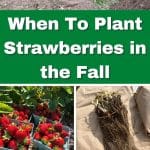 When To Plant Strawberries in the Fall pinterest image.