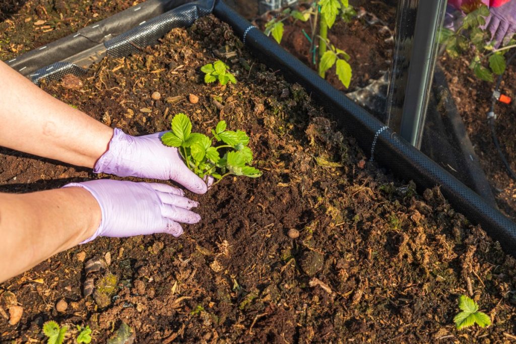 Growing Strawberries In Raised Garden Beds Strawberry Plants