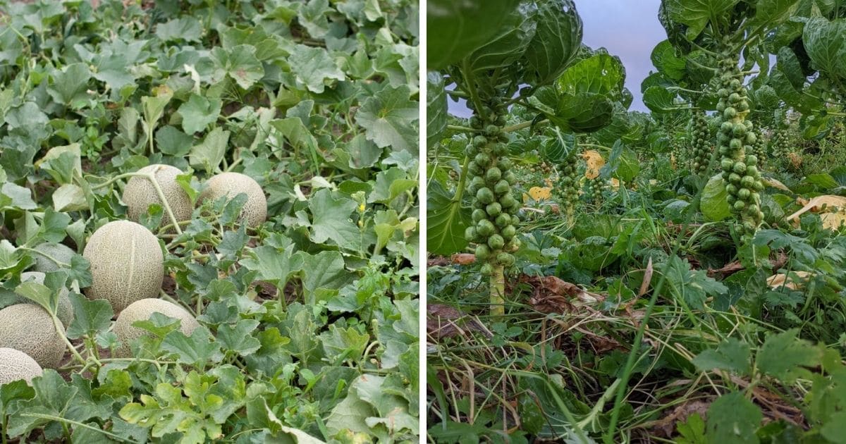 Collage photo of two non strawberry friendly plants.