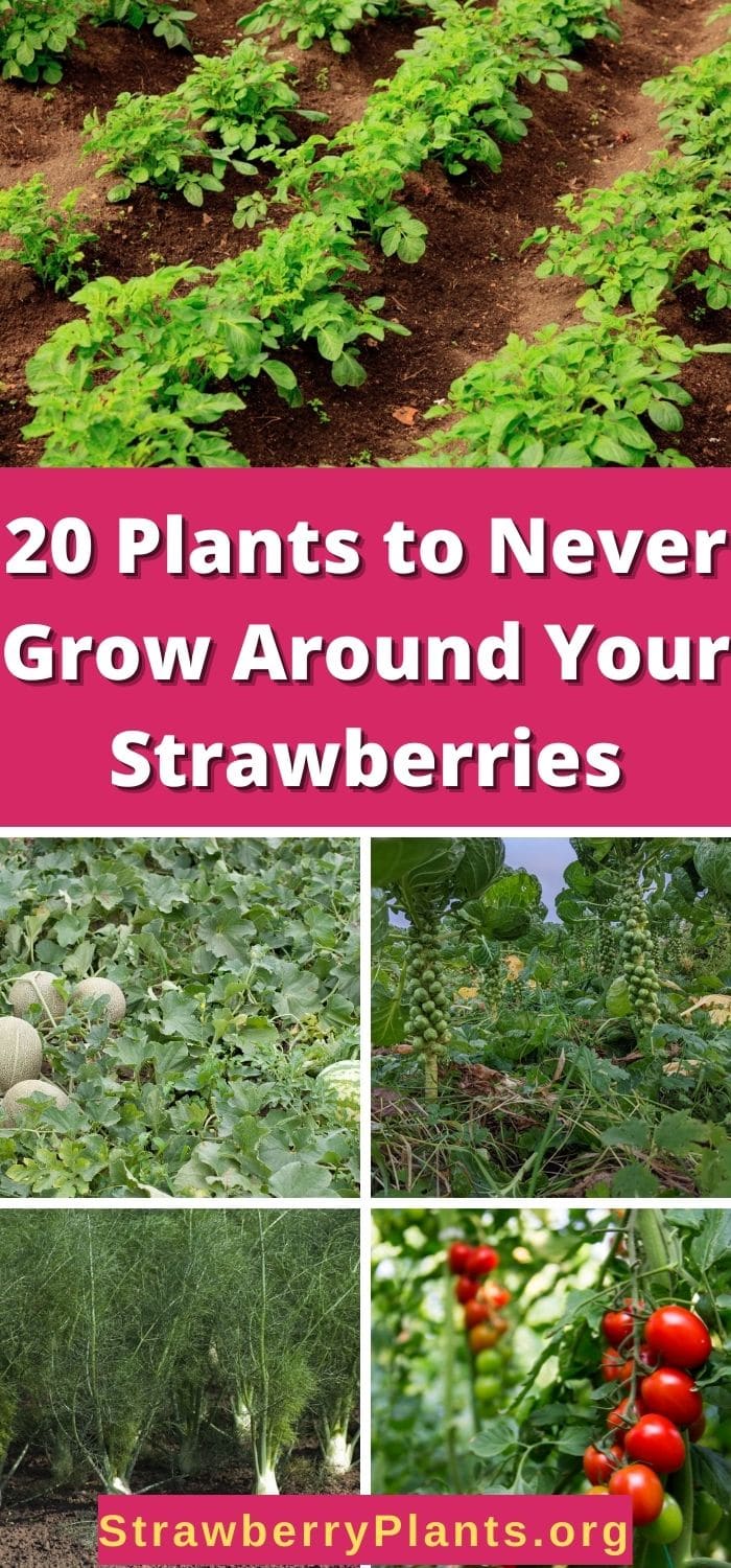 20 Plants to Never Grow With Your Strawberries – Strawberry Plants