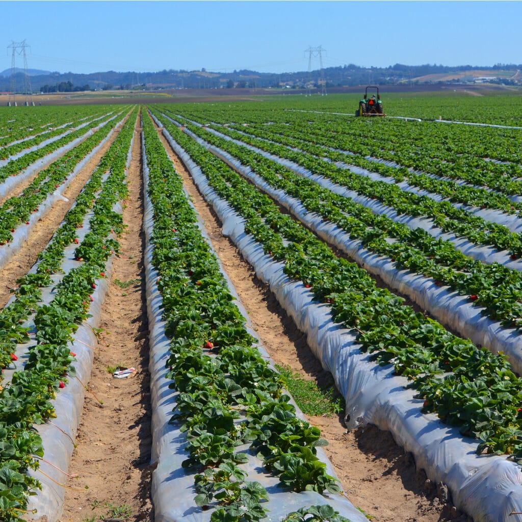 Life Cycle of Strawberry Plants The Definitive Guide (Updated 2022)
