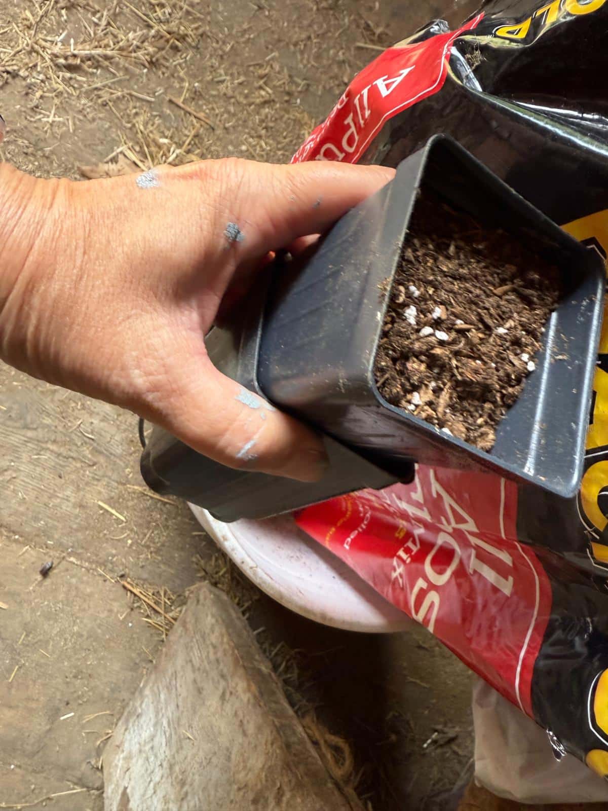 Preparing pots to root strawberry runners