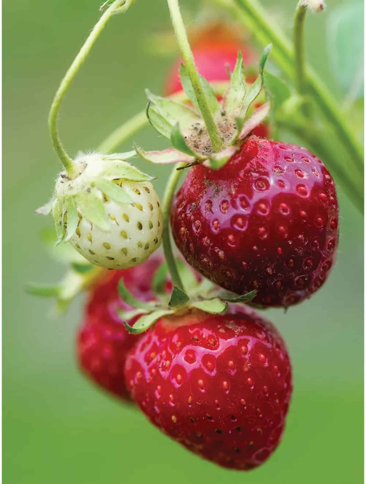 CLose-up of ripe purple wonder strawberries hanging  on stems.