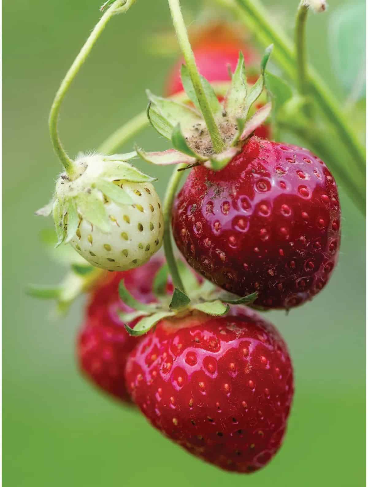 purple strawberries