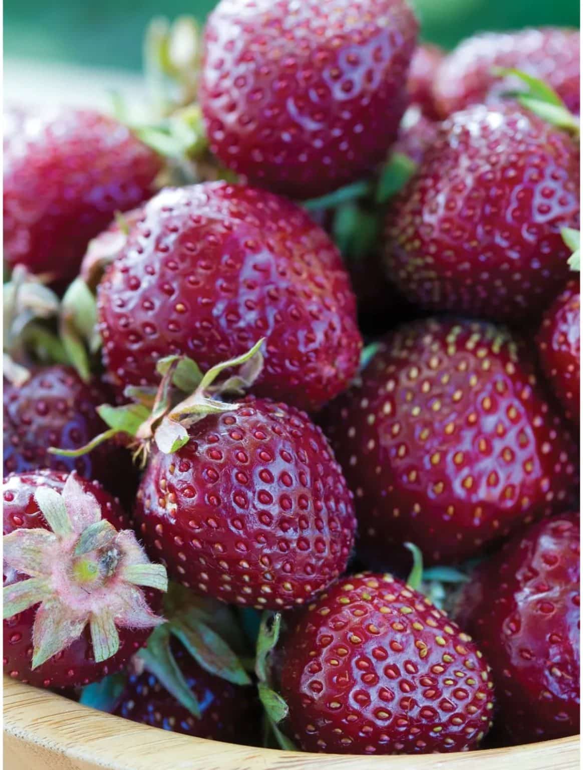 Purple Wonder Strawberry Variety Info And Grow Guide Strawberry Plants