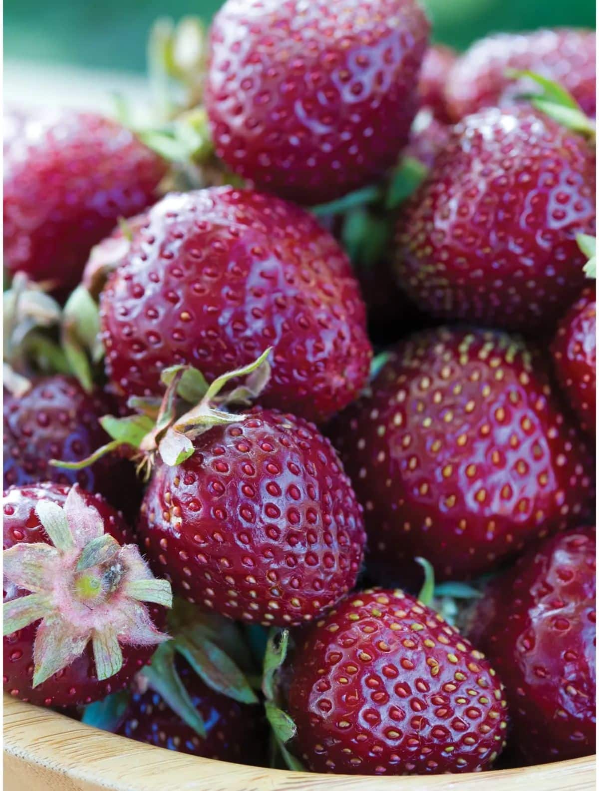 Bowl full of ripe fresh purple wonder strawberries.