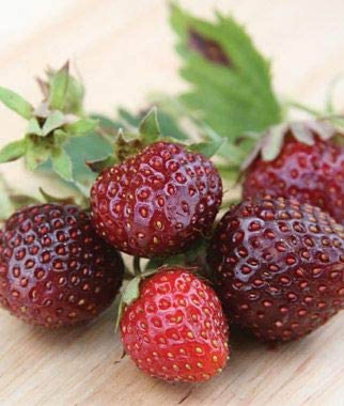 Bunch of fresh ripe purple wonder strawberries on a table.