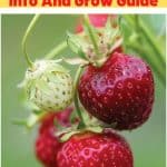 Purple Wonder Strawberry Variety Info And Grow Guide pinterest image.