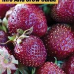 Purple Wonder Strawberry Variety Info And Grow Guide pinterest image.