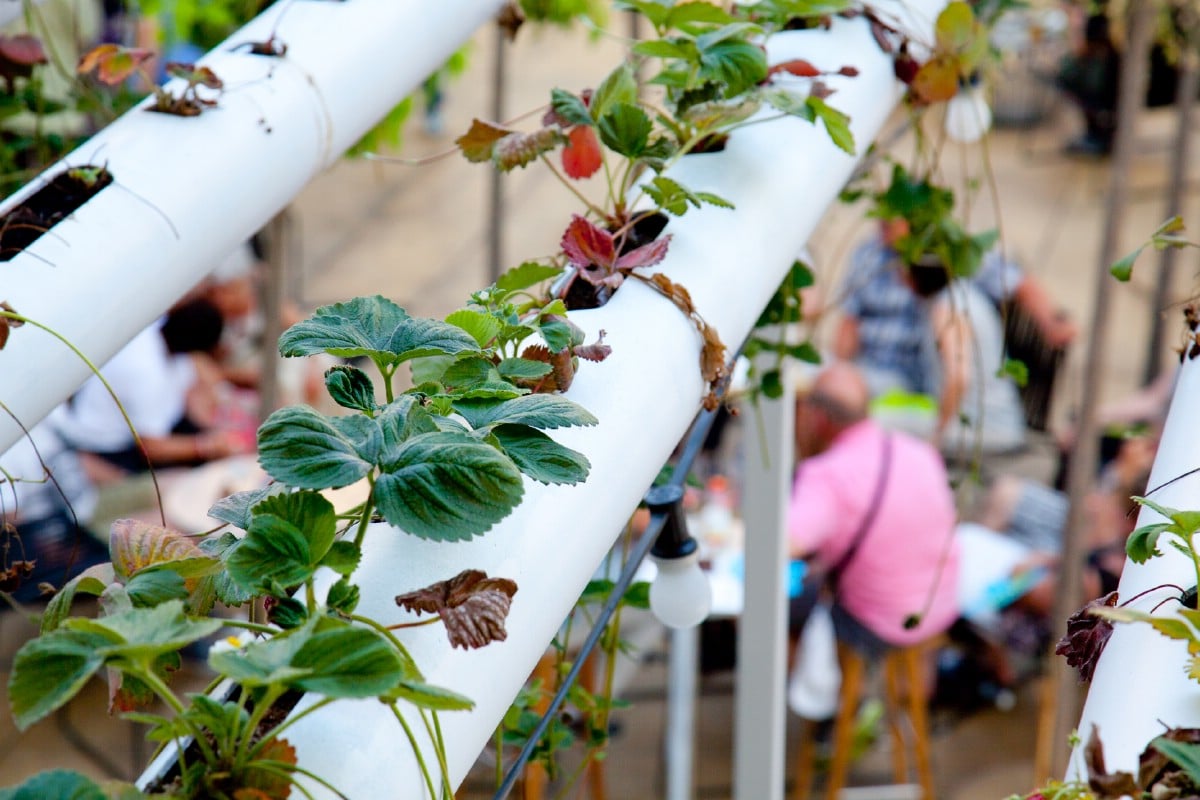 Growing strawberries in pvc pipes.