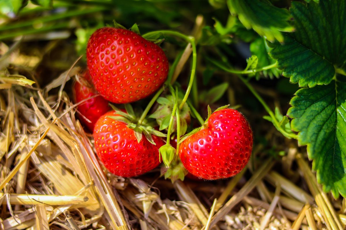 Ripe fresh strawberries growing in a straw mulch.