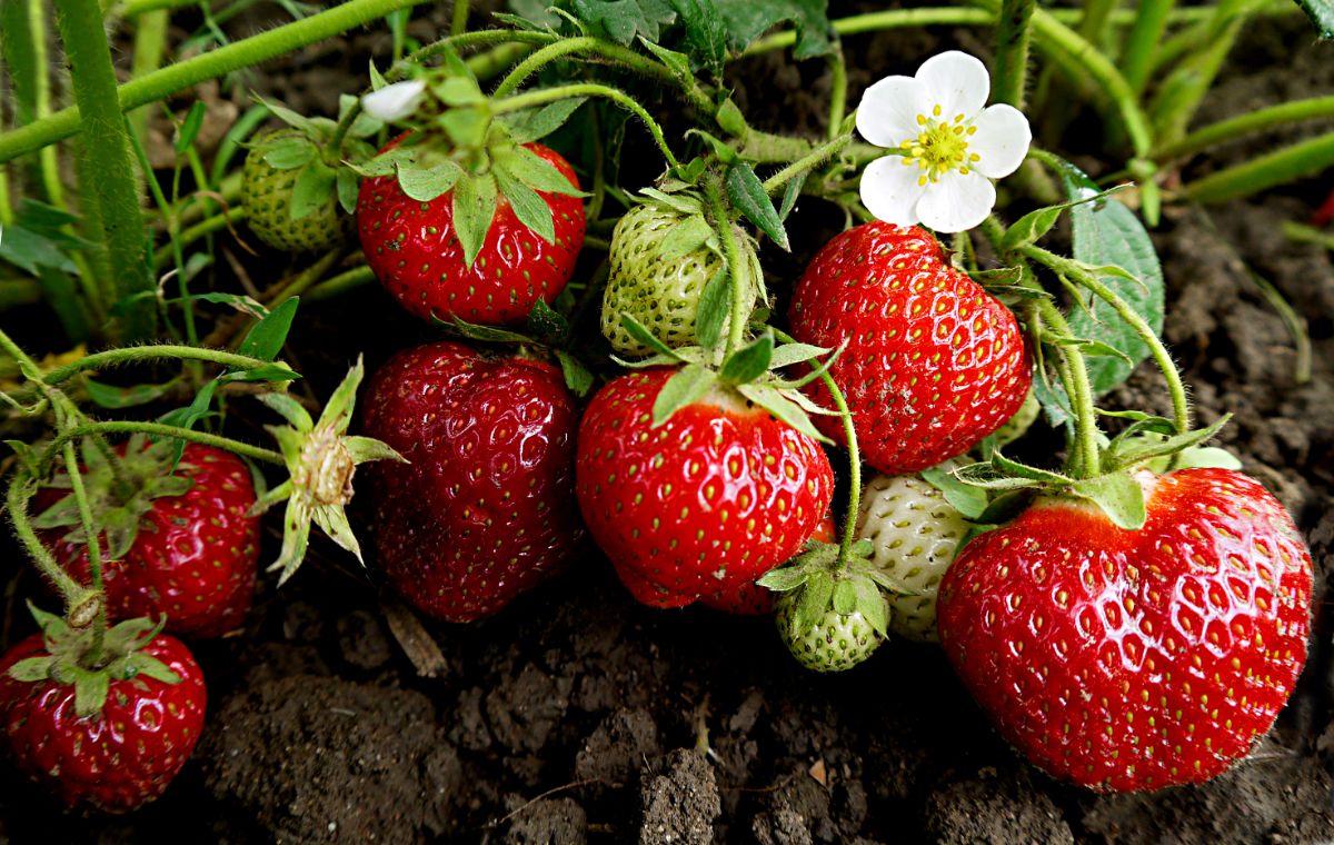 Fresh ripe strawberries close-up.
