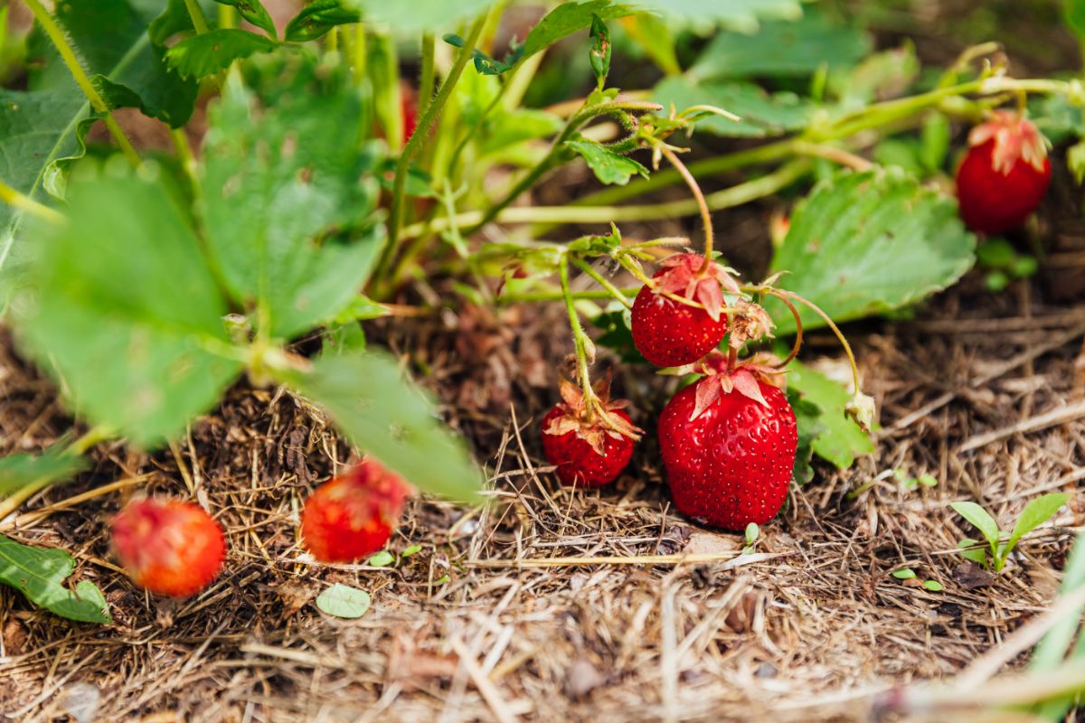 Ripe fresh strawberries growing in a straw mulch.