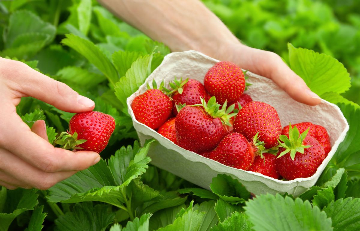 Ripe fresh organic strawberries harvessted into a basket.