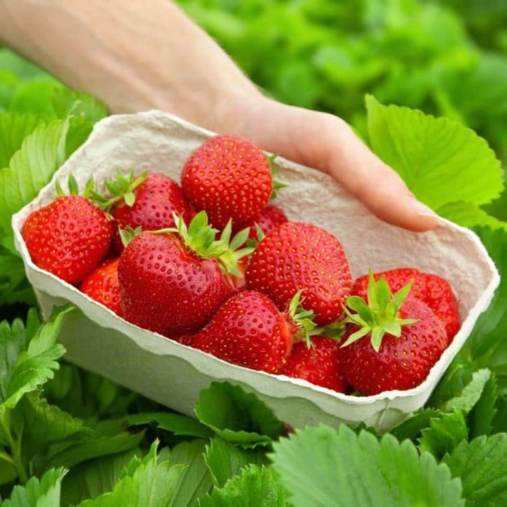 Strawberry Varieties The Complete Guide (Updated 2022)