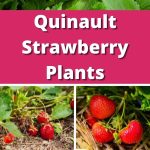 Quinault Strawberry Plants pinterest image.