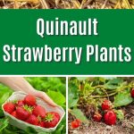 Quinault Strawberry Plants pinterest image.