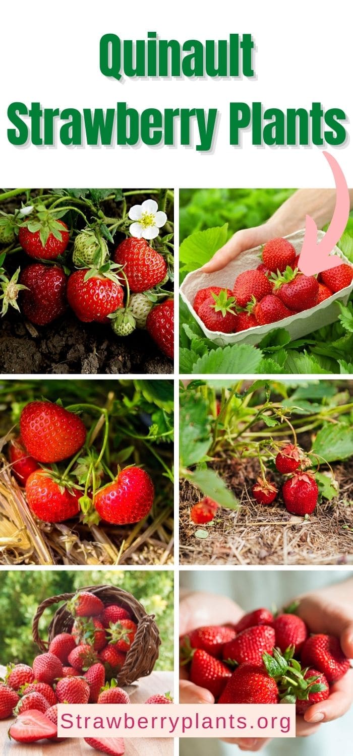 Quinault Strawberry Variety Best Everbearing Strawberry Strawberry
