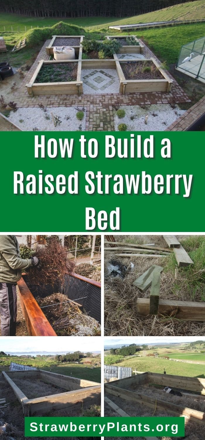 How to Build a Raised Strawberry Bed Strawberry Plants