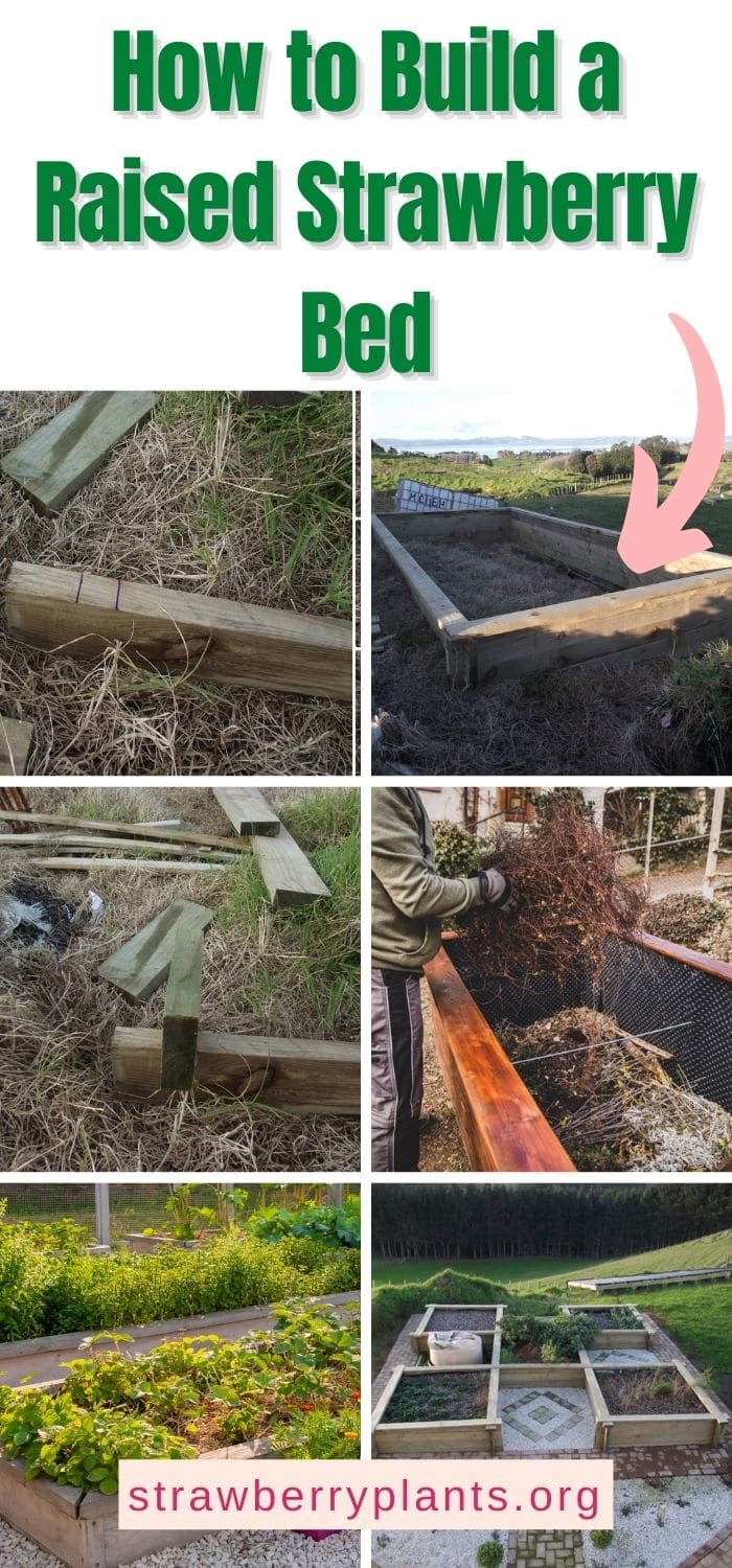 How to Build a Raised Strawberry Bed Strawberry Plants