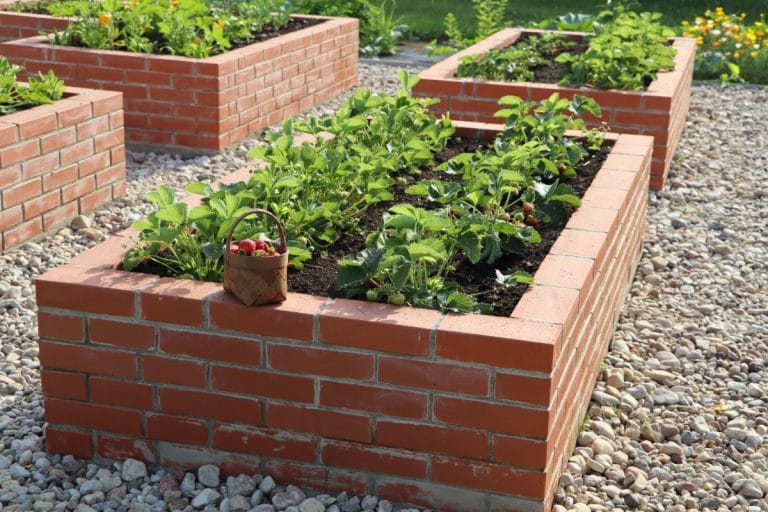 Growing Strawberries In Raised Garden Beds Strawberry Plants 8772