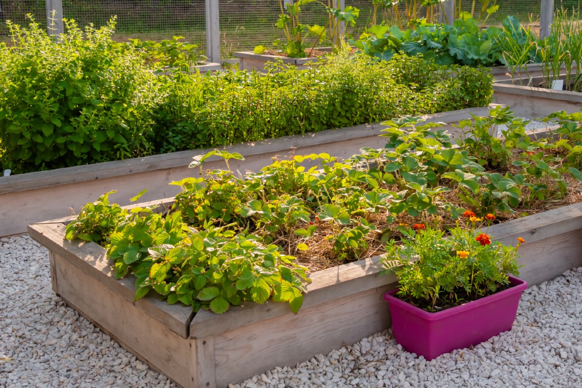 Raised garden bed with strawberries growing in it.