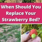 When Should You Replace Your Strawberry Bed? pinterest image