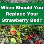 When Should You Replace Your Strawberry Bed? pinterest image