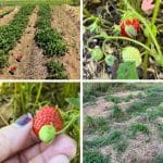 When Should You Replace Your Strawberry Bed? pinterest image