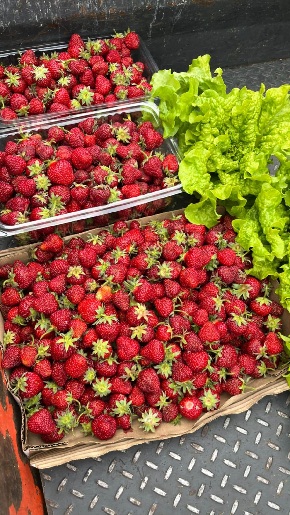 Strawberries picked in a home garden