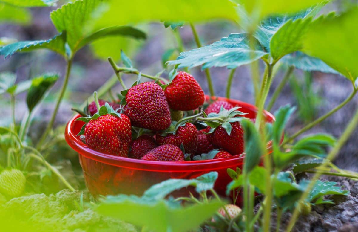 A bowl of rich, deep red strawberries picked fresh in the patch